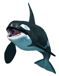 Orca